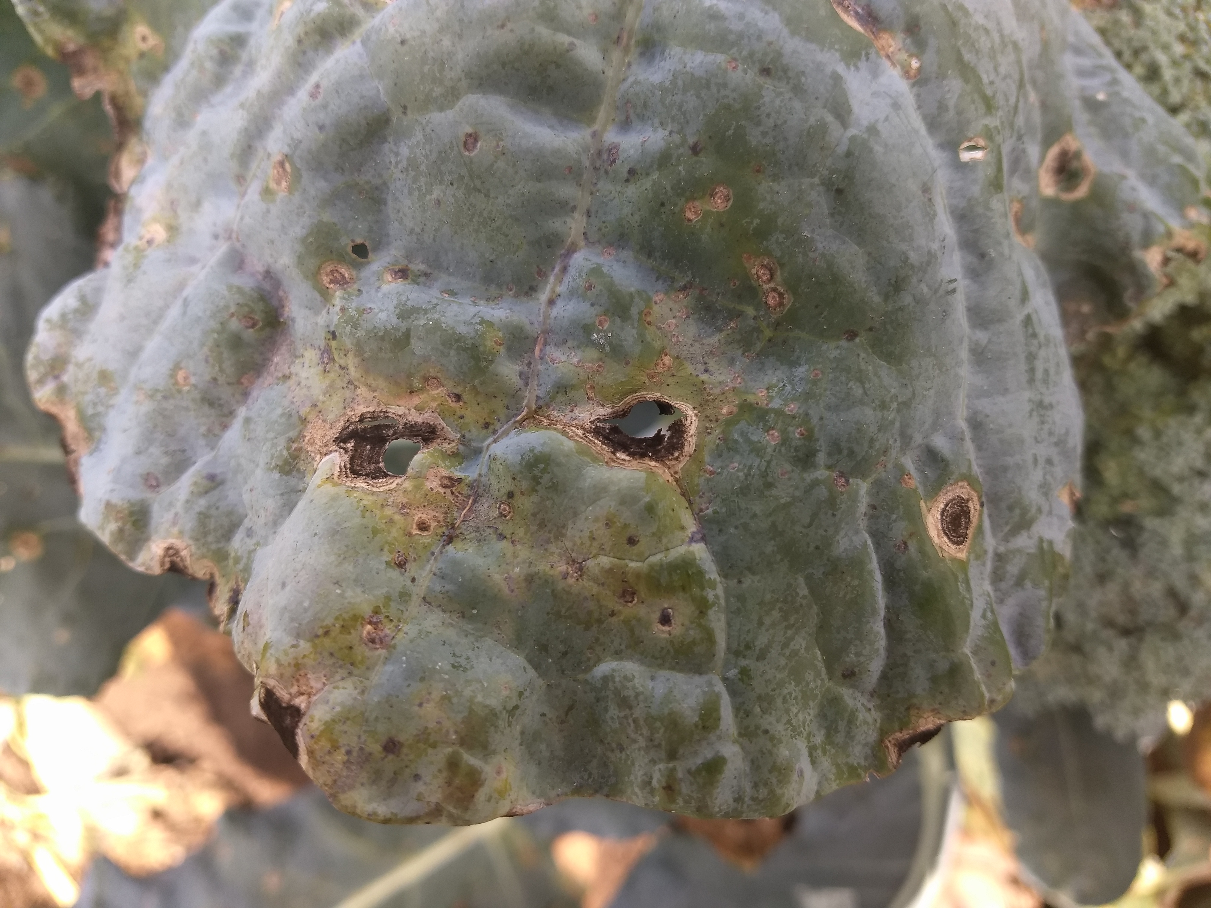 Leaf blight